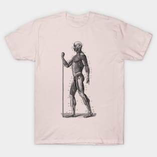 Side View - Human Muscle System - Anatomy T-Shirt